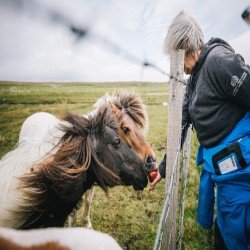 Portraits of the iconic Shetland pony