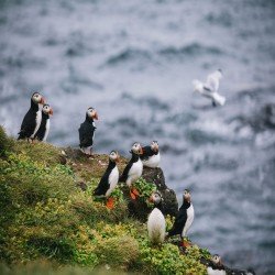 Vsiting the island of birds on Grímsey